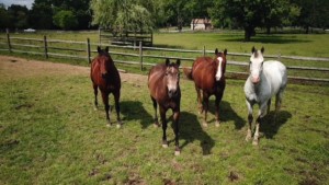 4 gorgeous horses